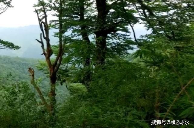 春雨直播app